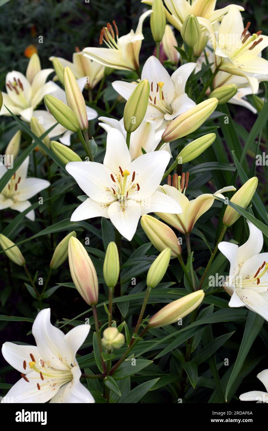 Lily buds hi-res stock photography and images - Alamy
