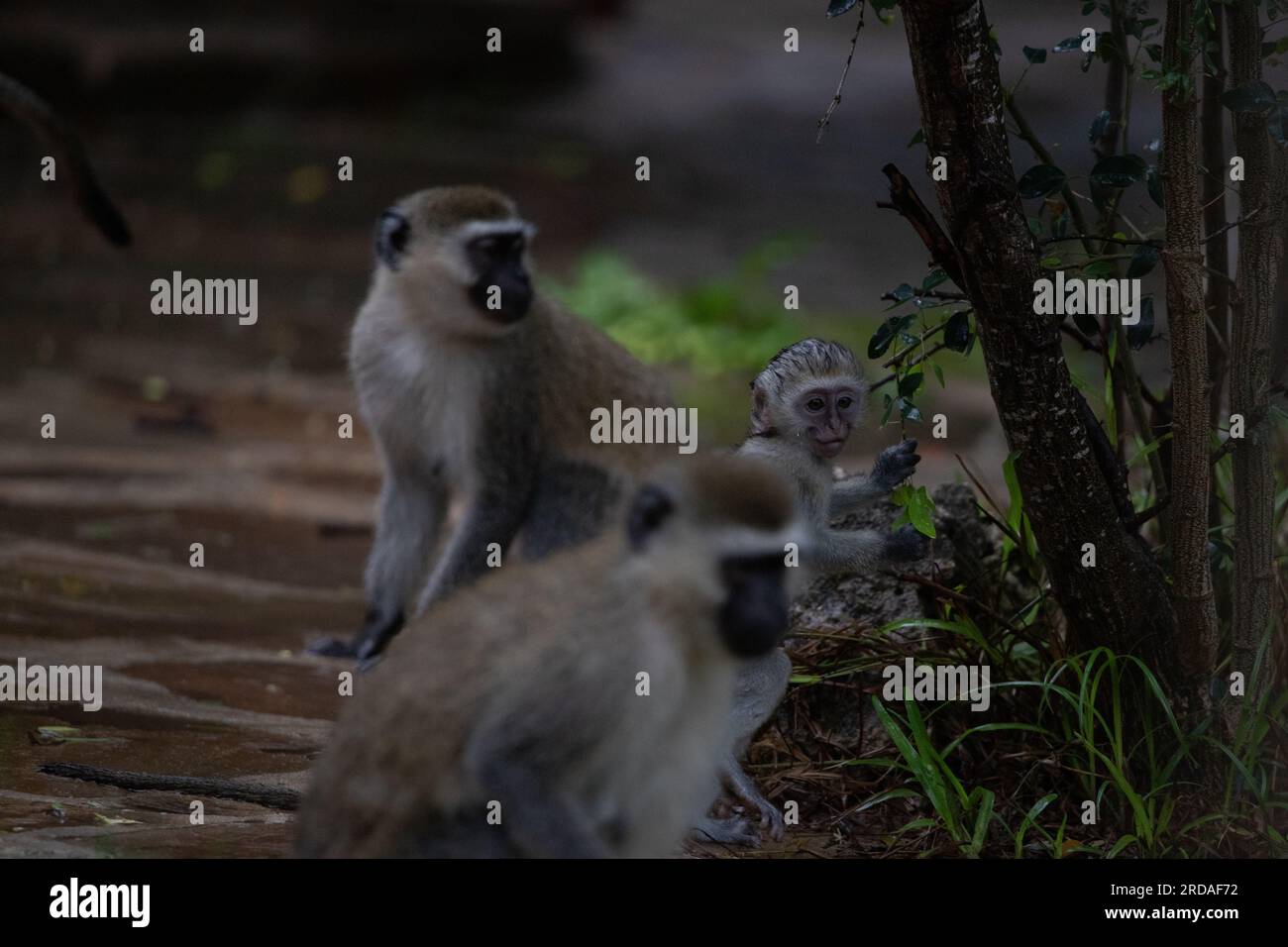 Gang of monkeys in Kenya Africa. Monkeys take over a hotel, Safari ...