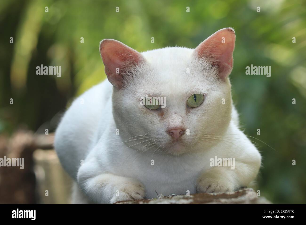 A furry guardian, the sitting cat watches over its domain with gentle