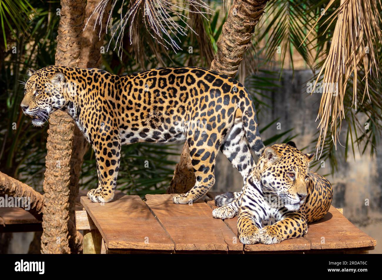 Wild Jaguar (Panthera onca) in portrait and selective focus with depth blur, know as "onça pintada" Stock Photo