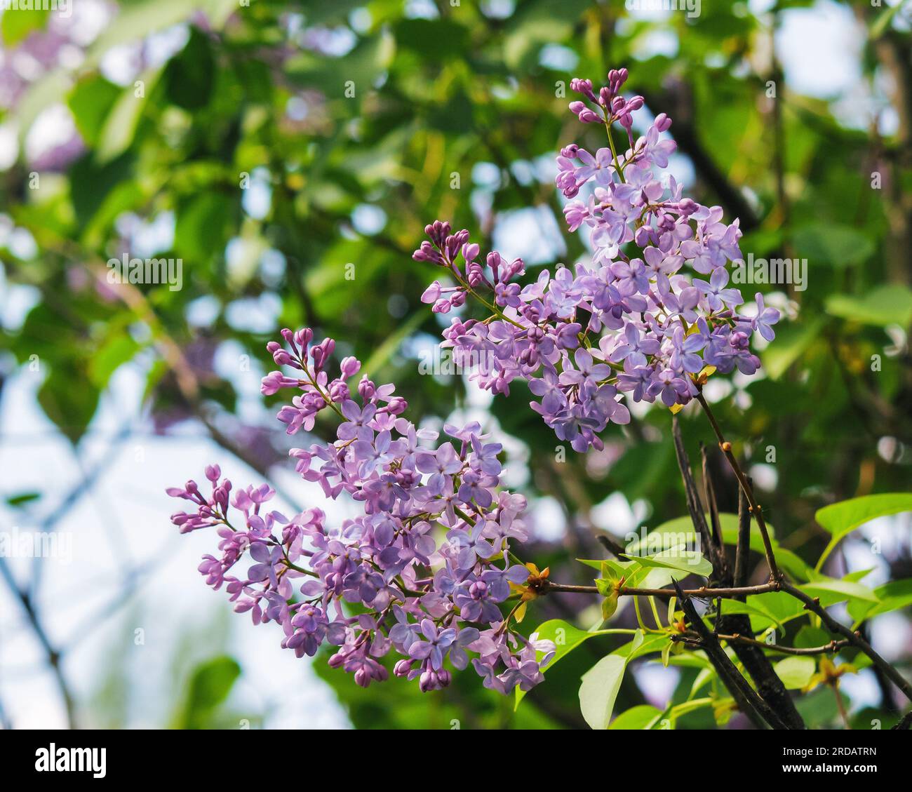 blooming shrub of lilac in the garden. nature background in spring Stock Photo