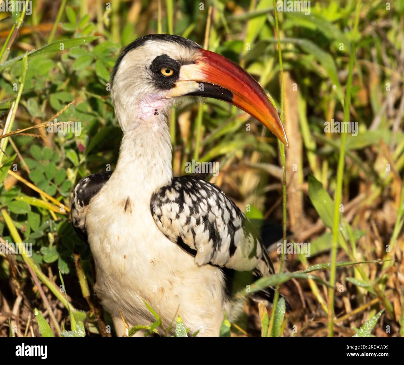 Sally glean hi-res stock photography and images - Alamy
