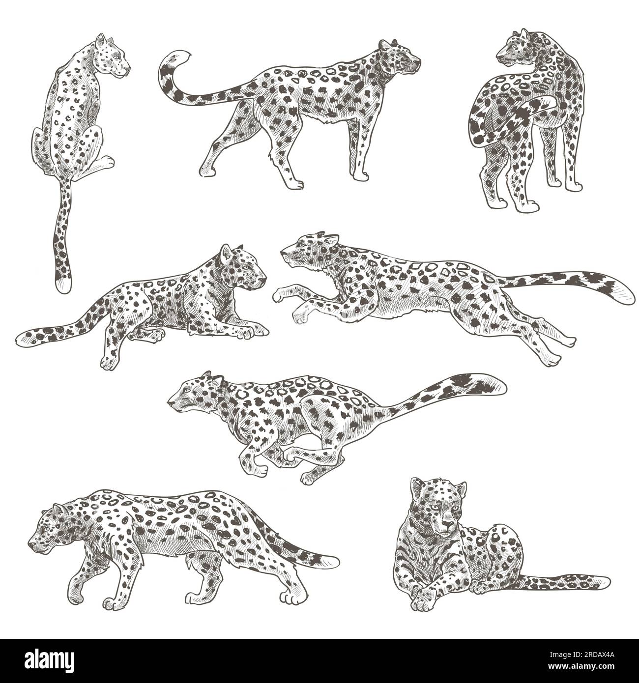 Cheetah Habitat Stock Vector Images Alamy cheetah-habitat-stock-vector-images-alamy
