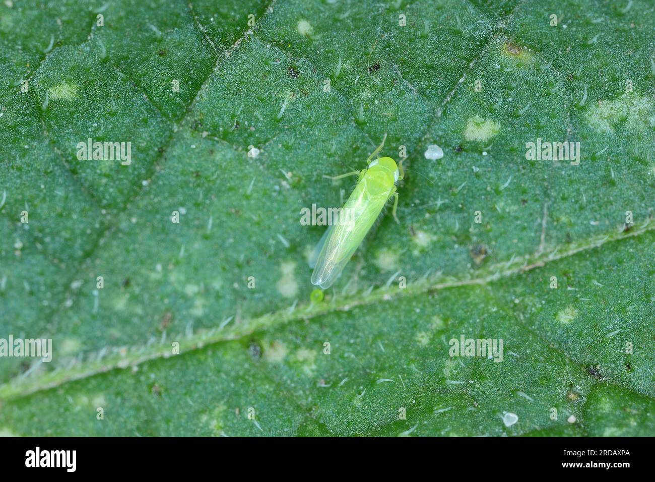 Leafhopper of Empoasca pteridis under a potato leaf. Stock Photo