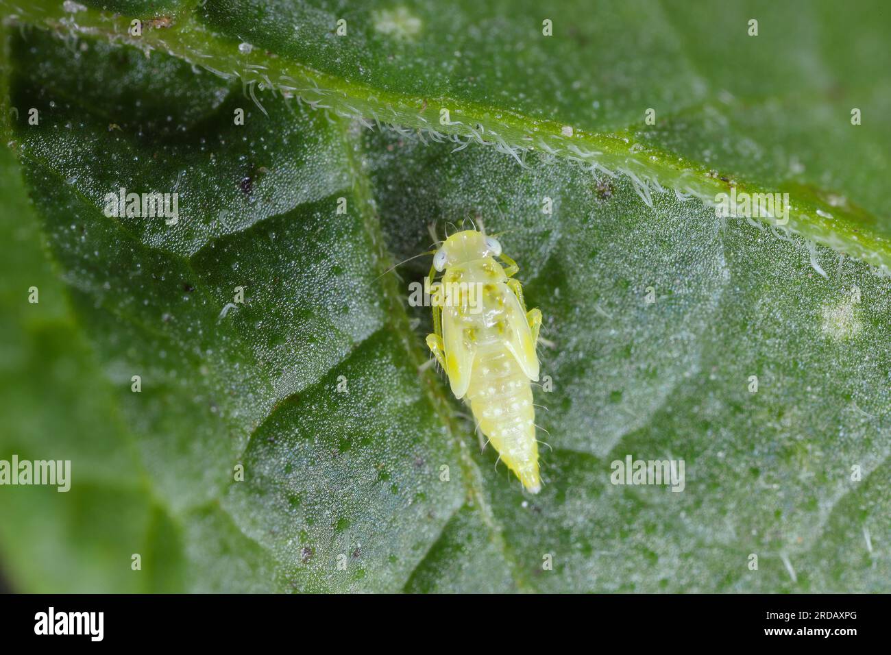 Nymph fo a leafhopper larva of Eupteryx atropunctata under a potato leaf. Stock Photo