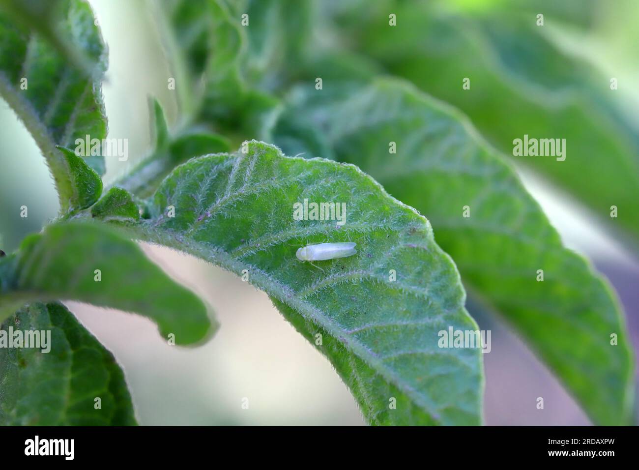 Leafhopper of Eupteryx atropunctata on potato leaf. Young, not yet fully colored. Stock Photo