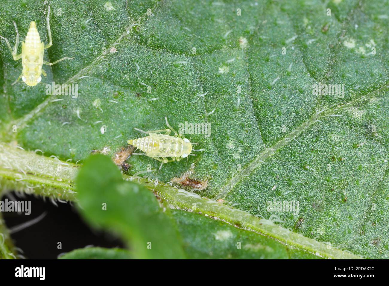 Nymph fo a leafhopper larva of Eupteryx atropunctata under a potato leaf. Stock Photo
