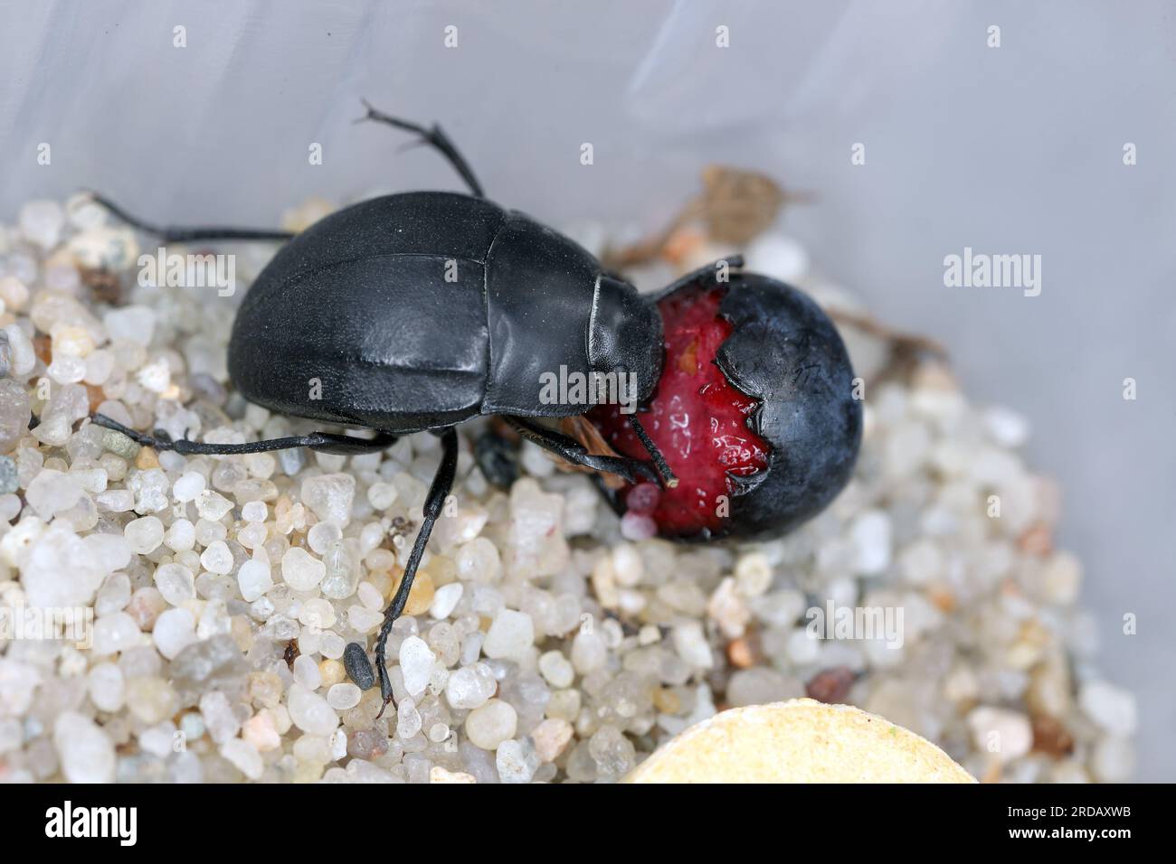 A beetle of the family Tenebrionidae (Darkling Beetles) that eats the