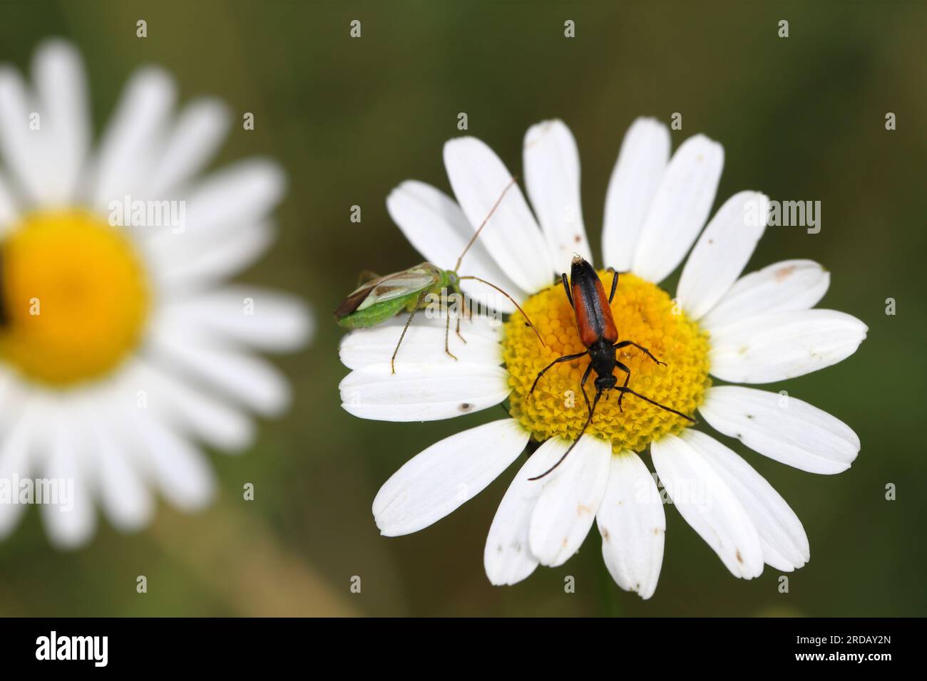 Beetles (Coleoptera) that feed on flowers and eat pollen Stock Photo