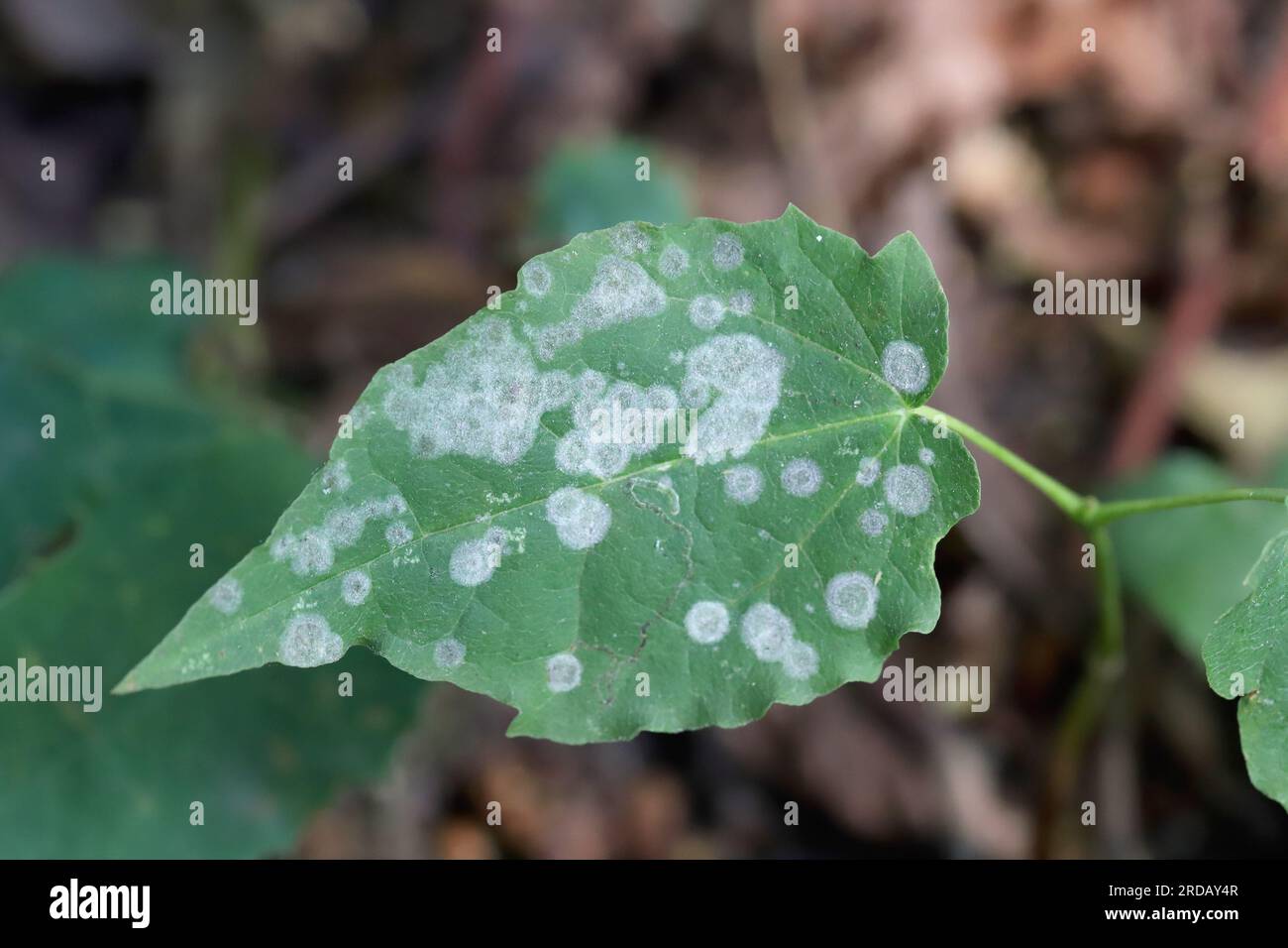 Spots on maple leaves caused by a fungal infection Stock Photo Alamy