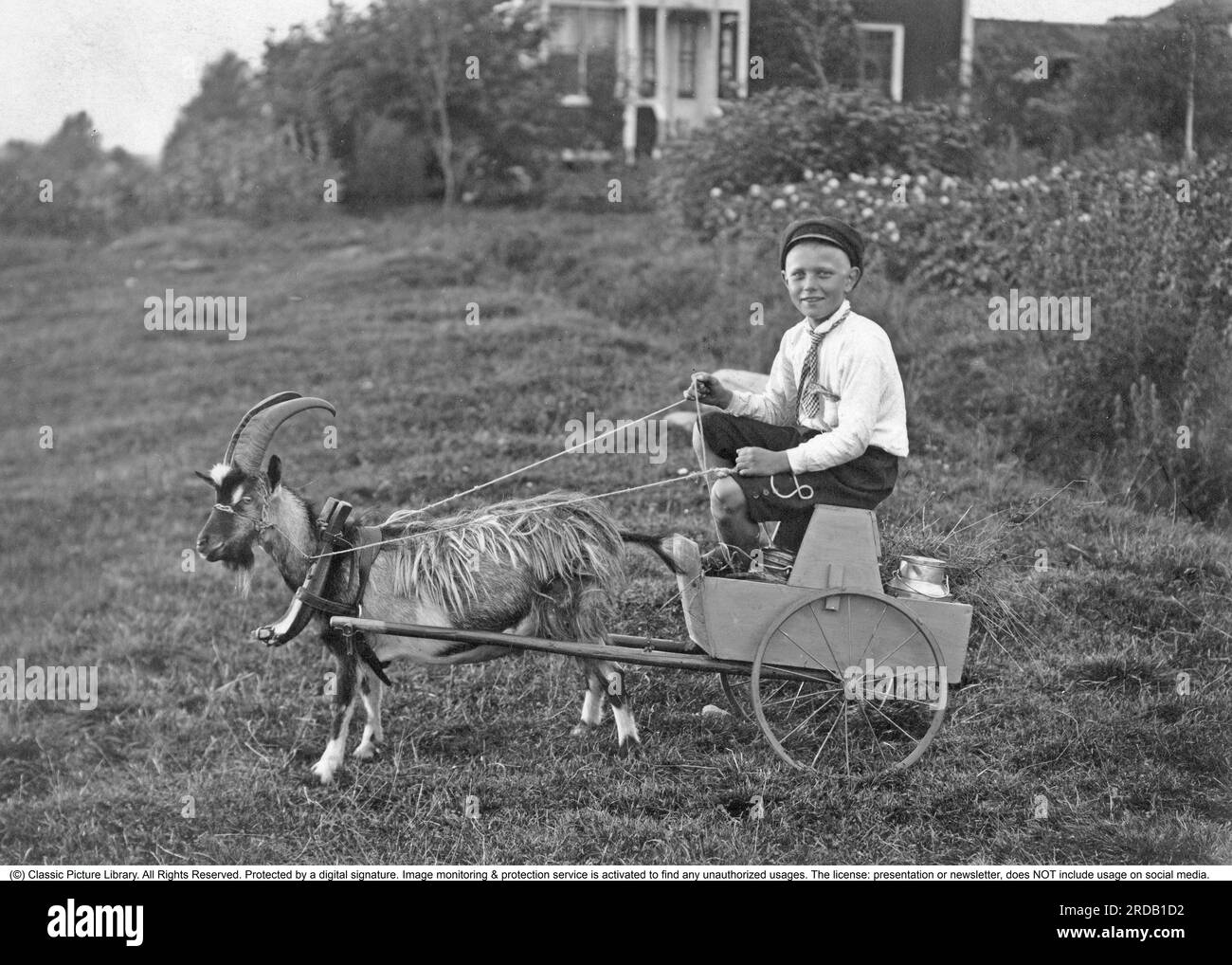 Boy in the country in the old days. A boy sits on a small cart with a milk jar / churn on the bed. A goat is harnessed in front of the wagon with harness and shackles. Such an entertaining image that shows the ingenuity and playfulness of a child. According to the caption taken in Närke Sweden in 1919 by Sam Lindskog. Stock Photo