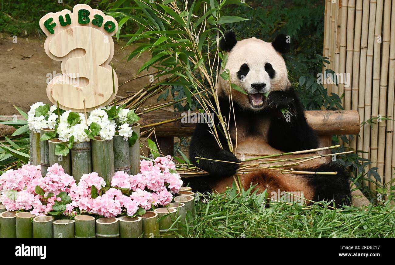 (230720) – YONGIN, July 20, 2023 (Xinhua) – Giant panda Fu Bao eats