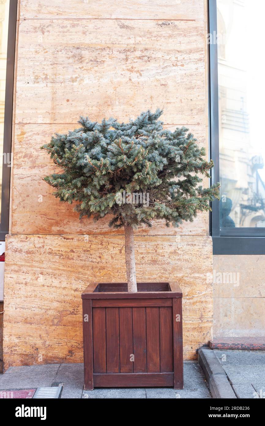 Blue spruce growing in large wooden pot on city street. Potted green fir growth on summer backyard. Evergreen decorative tree grow in big woods flower Stock Photo