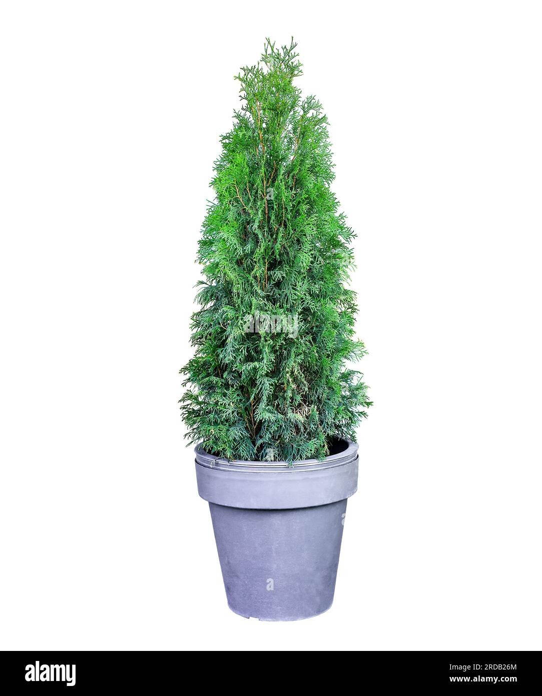 Trimmed thuja growing in large plastic pot isolated on white background. Big potted green thuya growth on winter yard cutout. Cone shape evergreen top Stock Photo