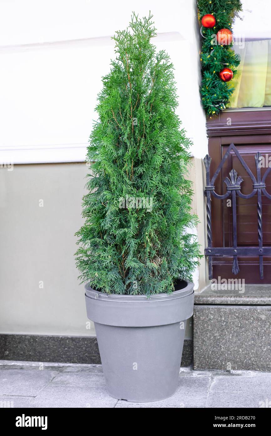 Trimmed thuja growing in large plastic pot on city street. Big potted green thuya growth on winter backyard. Cone shape evergreen topiary tree grow in Stock Photo
