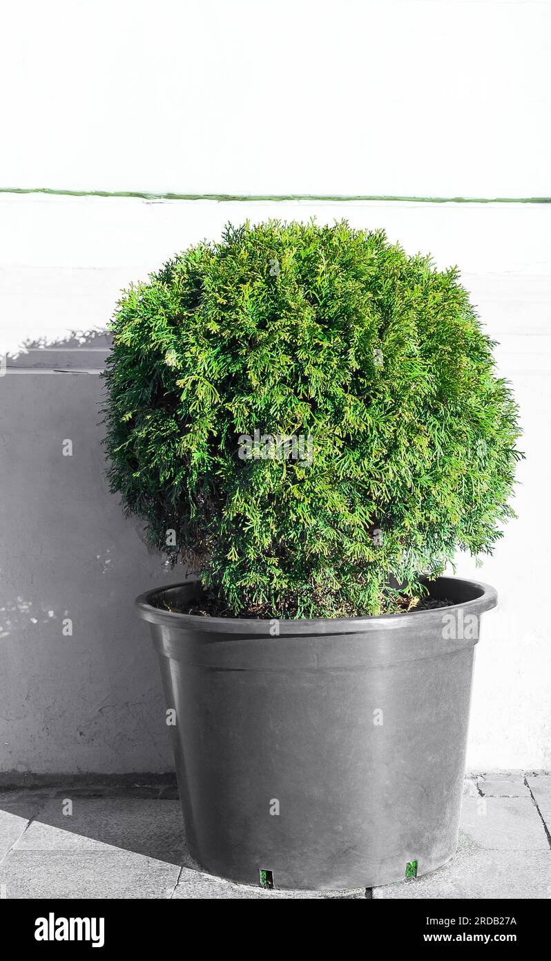 Ball trimmed thuja growing in large plastic pot on city street. Big potted green thuya growth on summer backyard. Round shape evergreen topiary tree g Stock Photo