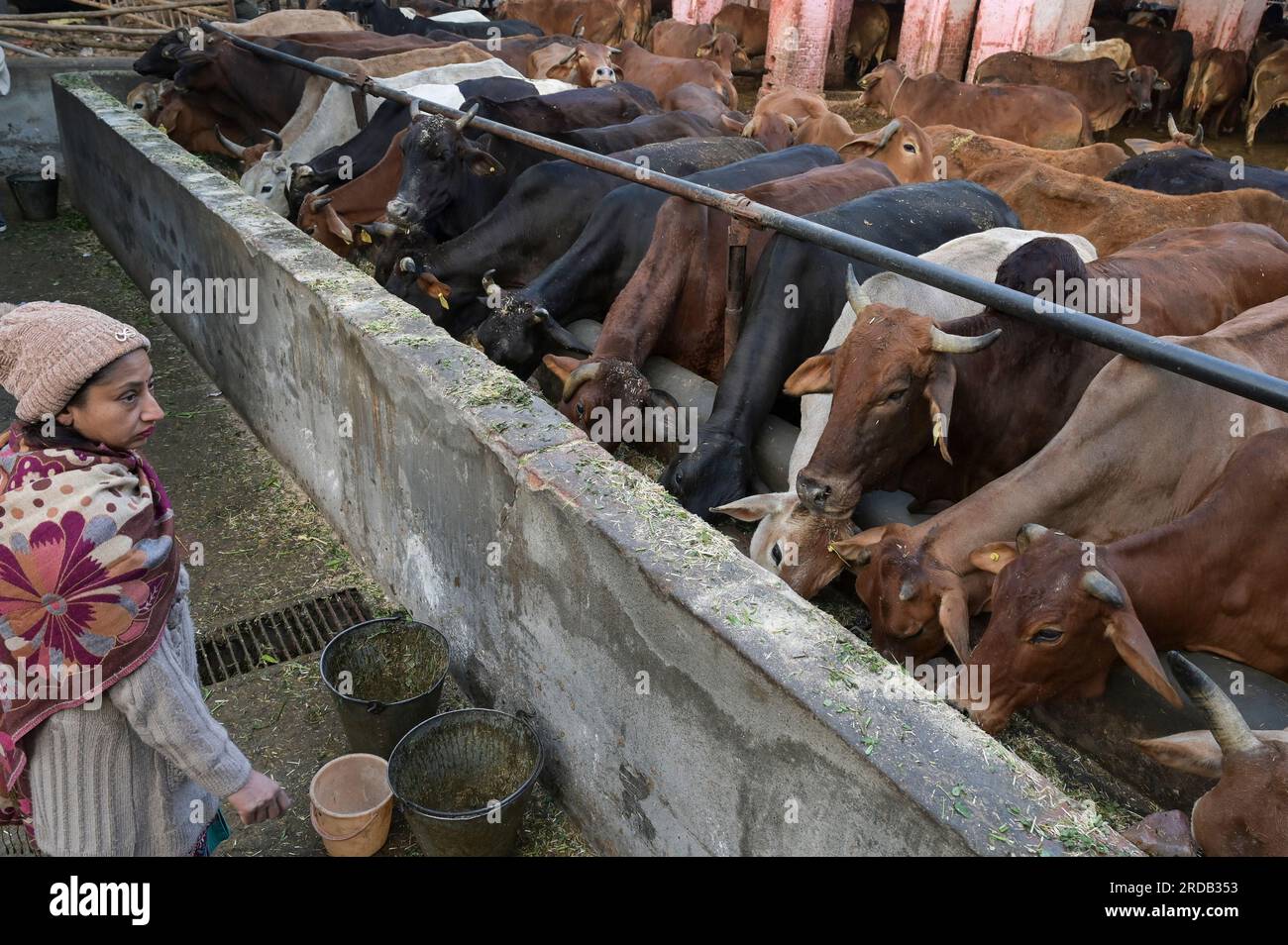 INDIA, Punjab, Amritsar, cow shed and dairy in the city / INDIEN ...