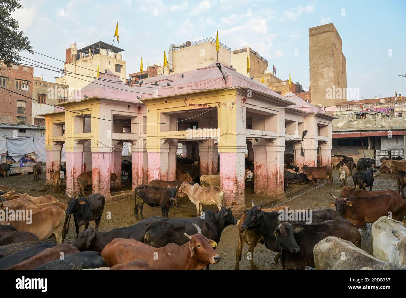 Heilige hindu kuh hires stock photography and images Alamy