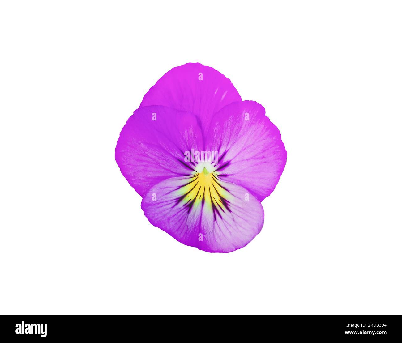 Purple pansy isolated on white background closeup. Violet pansies flower garden icon. Blooming Viola wirttrockiana plant cut out. Close up lilac Viola Stock Photo