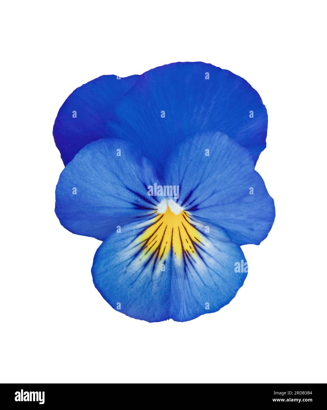 Сloseup blue pansy flower isolated on white background. Bright heartsease garden icon. Blooming Viola wirttrockiana plants cut out element for design. Stock Photo