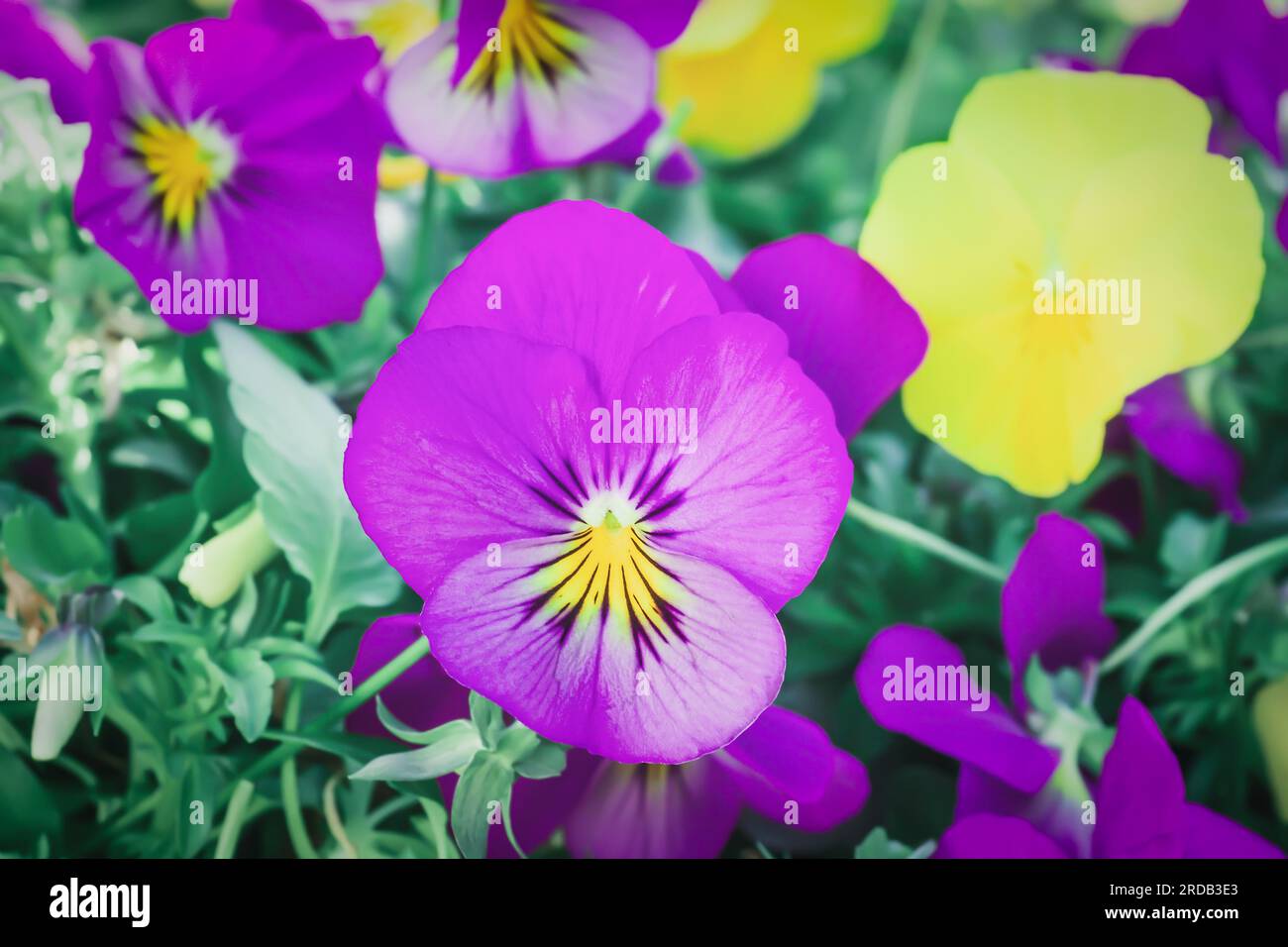 Purple pansy growing on flower bed closeup. Violet pansies flowers grow in spring ornamental garden. Blooming Viola wirttrockiana plants at sun light Stock Photo