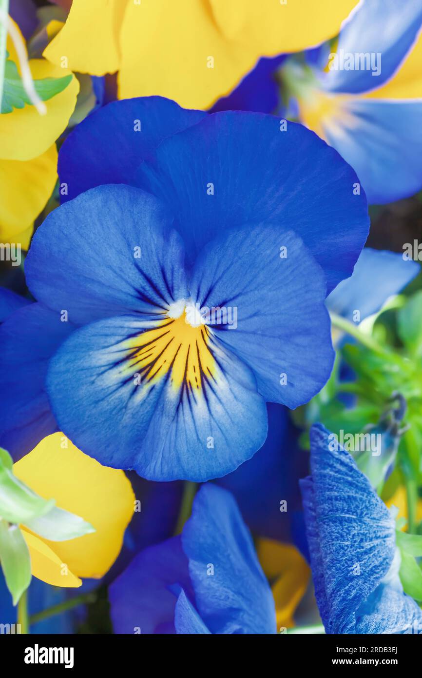 Blue pansy growing on flower bed closeup. Bright pansies flowers grow in spring ornamental garden. Blooming Viola wirttrockiana plants at sun light da Stock Photo