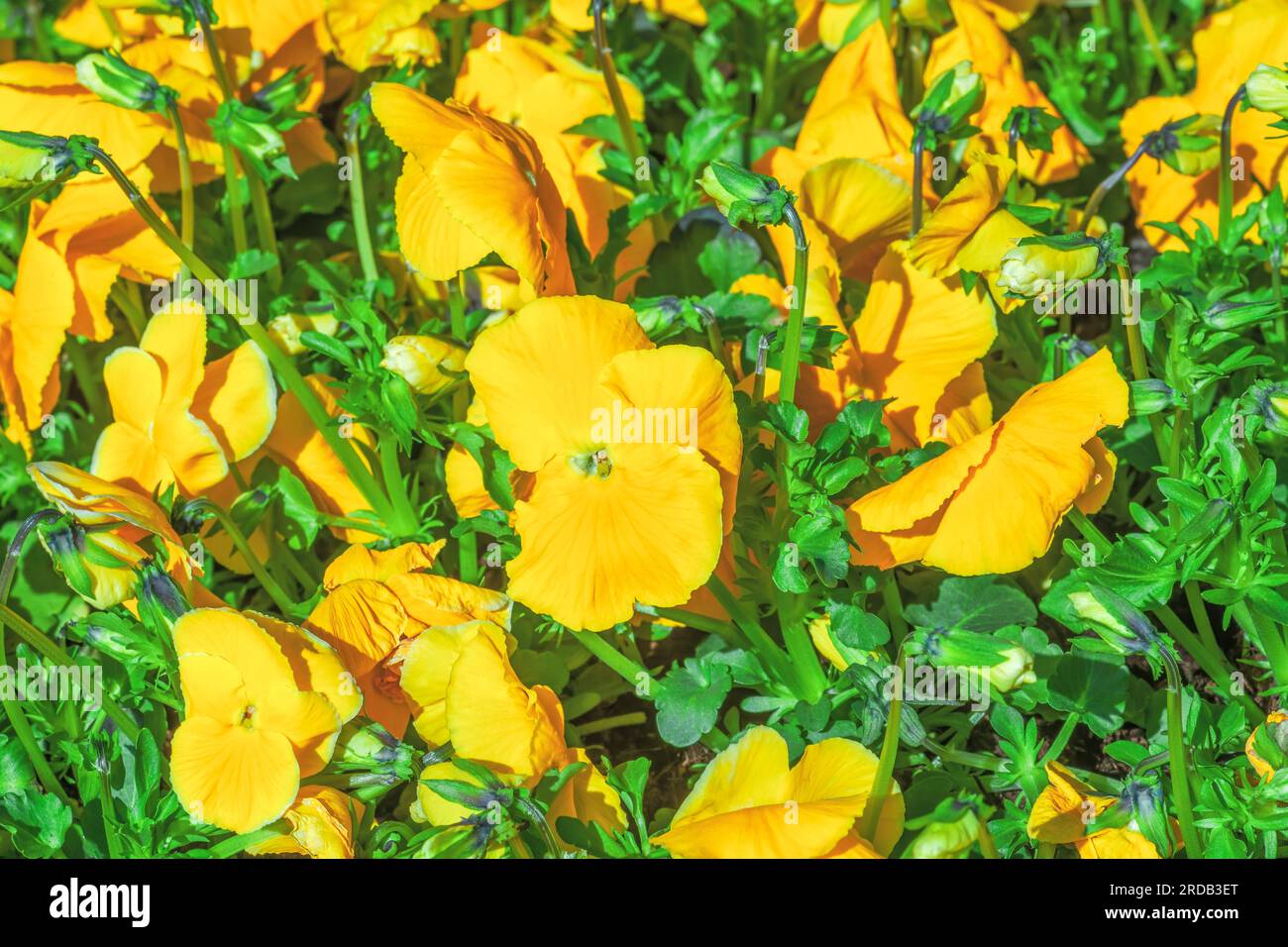 Flower bed with growing yellow pansies. Bright pansy flowers grow in spring ornamental garden. Blooming Viola wirttrockiana plants at sunny light day. Stock Photo