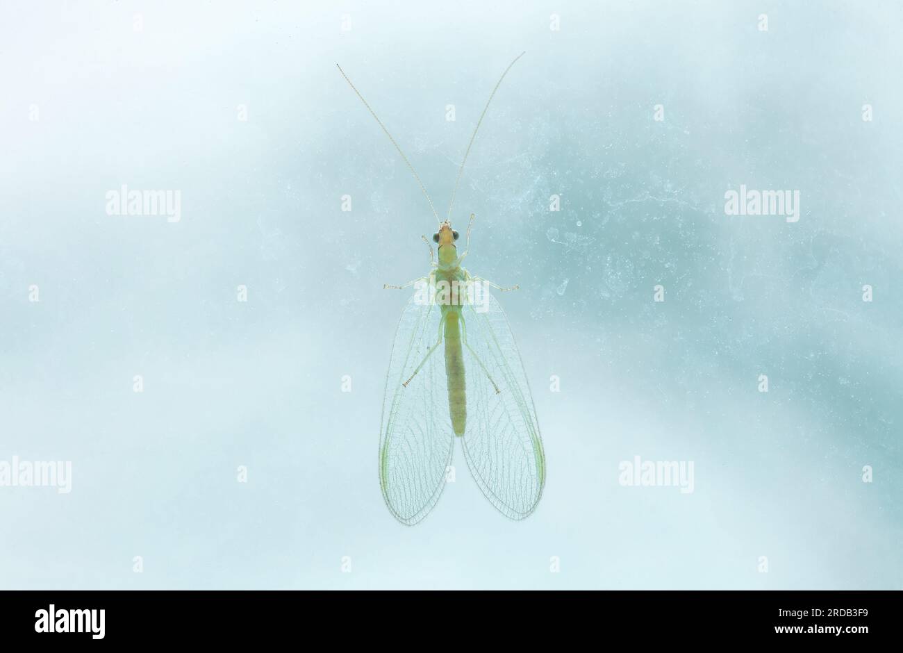 Green lacewings sitting on dirty window glass. Chrysopidae small insect order Neuroptera or net-winged insects close up Stock Photo