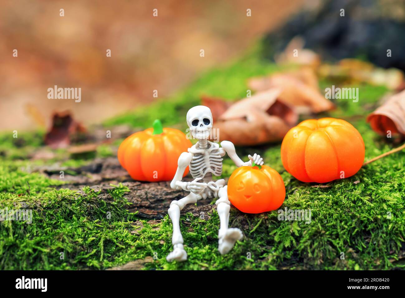 Skeleton figurine sits on green moss and orange pumpkins in woodland. Cute Halloween decorative funny figures on fallen tree in autumn forest Stock Photo