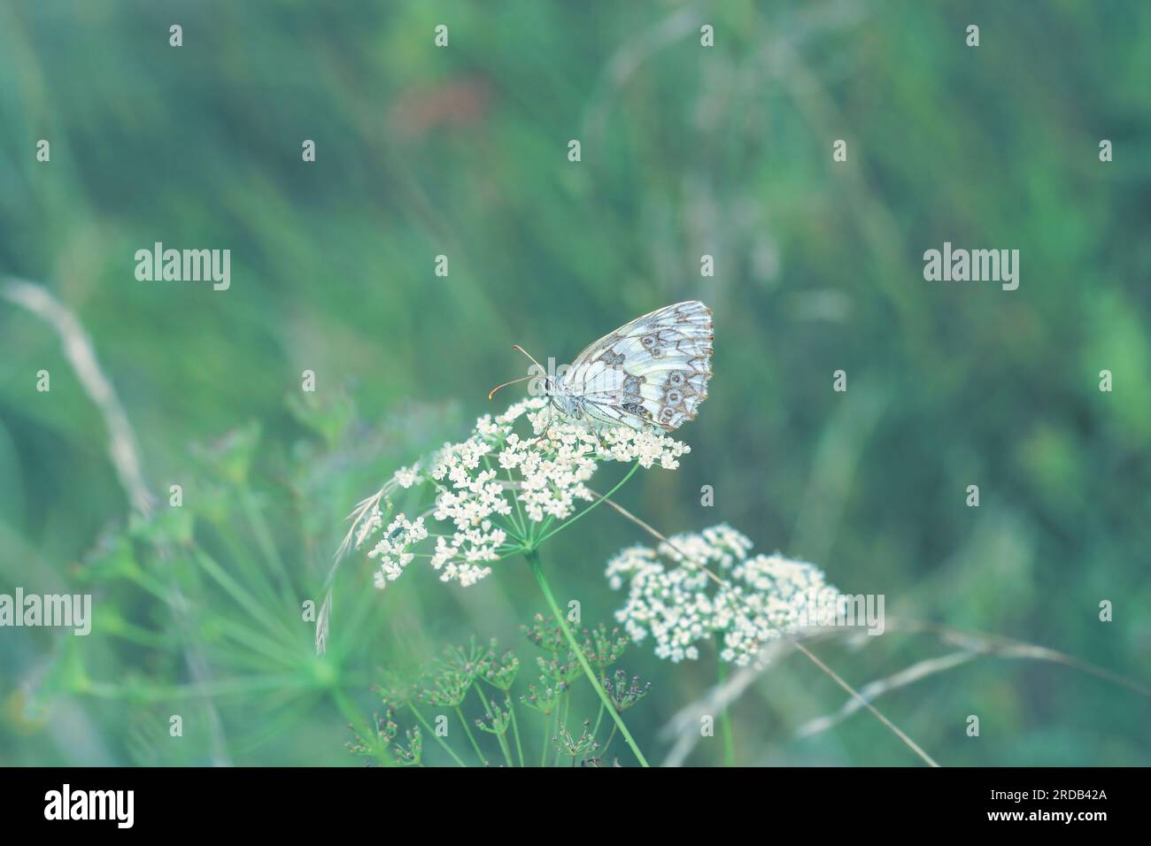 Marbled white beauty butterfly sitting on Cow Parsley white flowers in spring green field. Melanargia galathea sits on Anthriscus sylvestris in summer Stock Photo