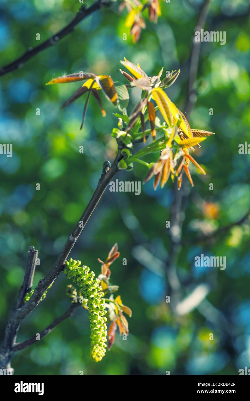 Walnuts blossoms tree in spring light park Juglans regia blooming branch by blurry green bokeh background. Male flowers and young red leaves growing i Stock Photo