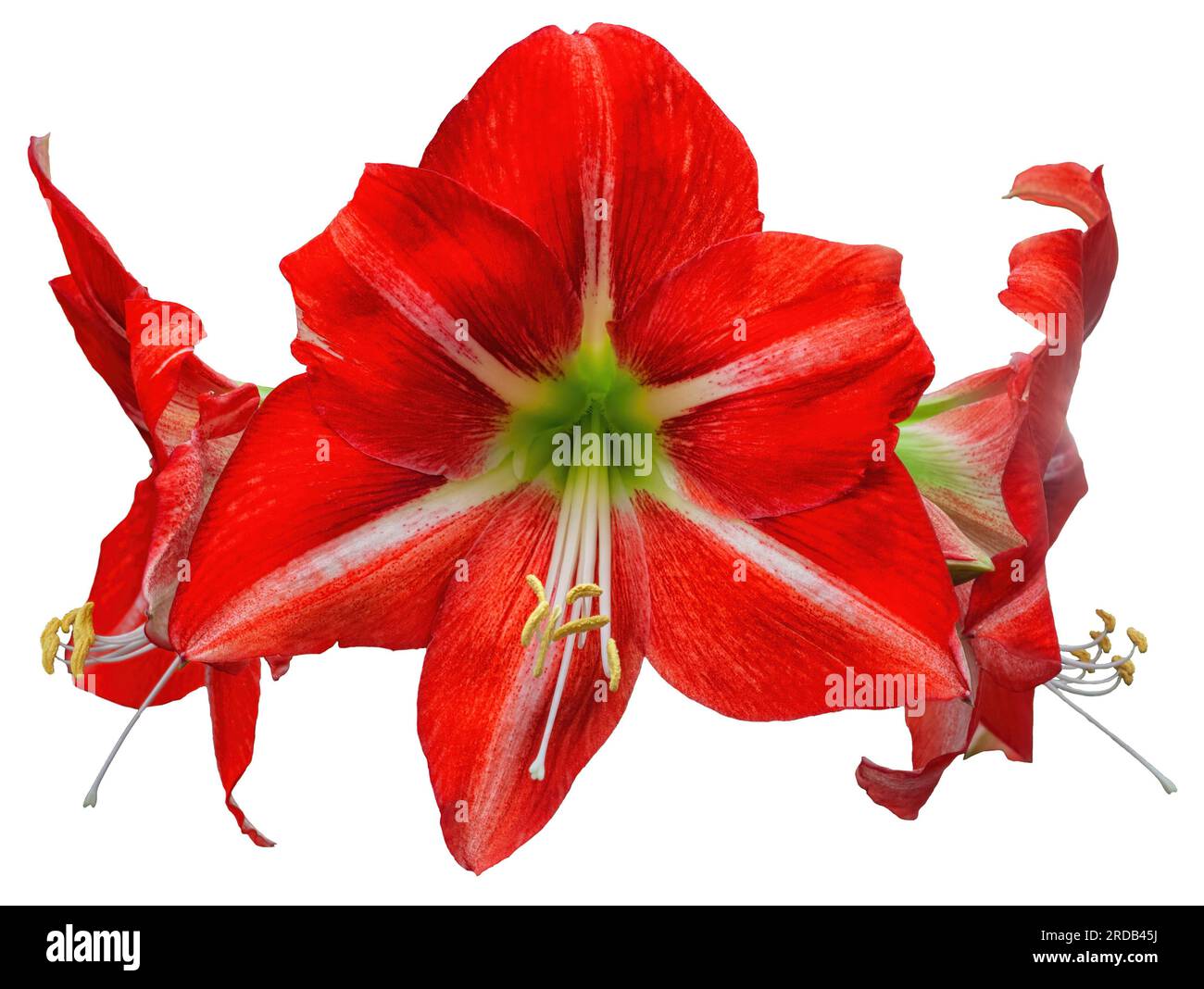 Amaryllis big red flowers isolated on white background close up. Belladonna or Jersey Lilies three flowering plants cut out. Large Hippeastrum bloomin Stock Photo