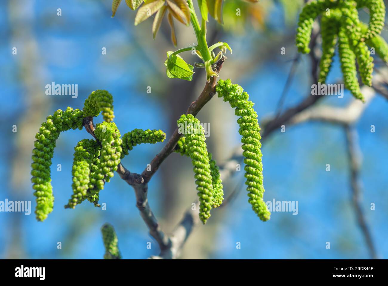 Walnuts blossoms tree in spring light garden close up. Closeup Juglans regia blooming branch by blurred blue sky background. Male flowers, young red l Stock Photo