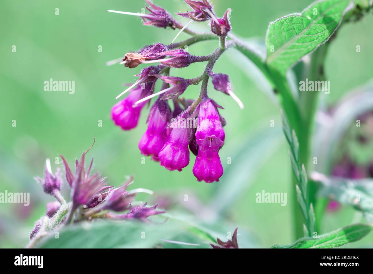 Comfrey pink flowers growth in summer light garden. Purple Symphytum officinale perennial flowering plants grow in spring green meadow. Bright fresh w Stock Photo