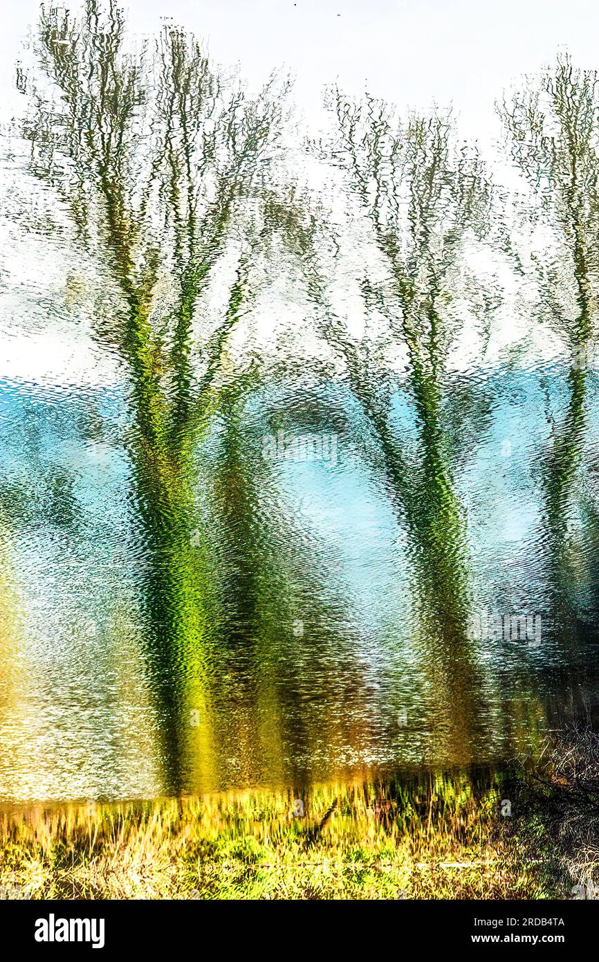 Upside down trees hi-res stock photography and images - Alamy