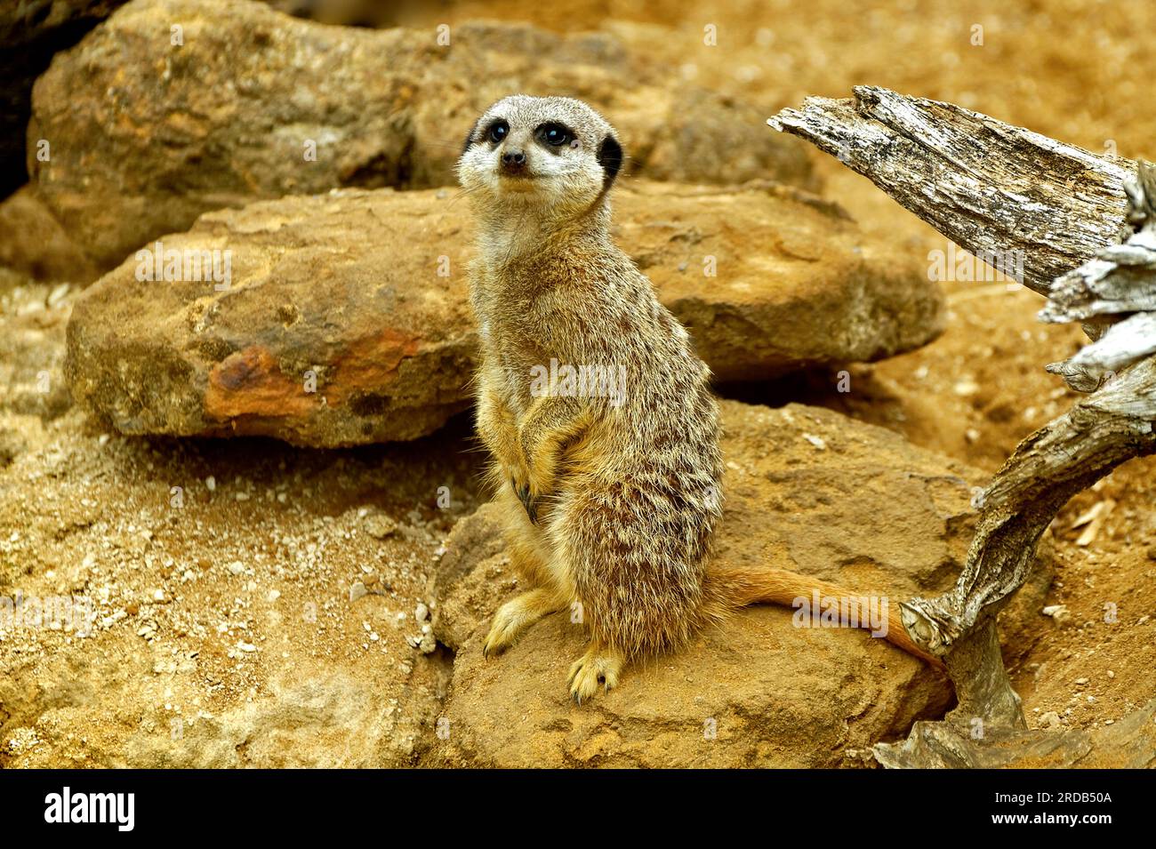 MEERKAT ON ROCKS Stock Photo