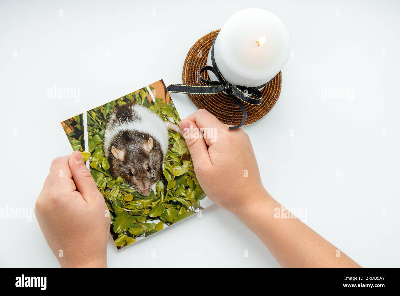 Child hands holding picture of deceased pet rat. Concept of child