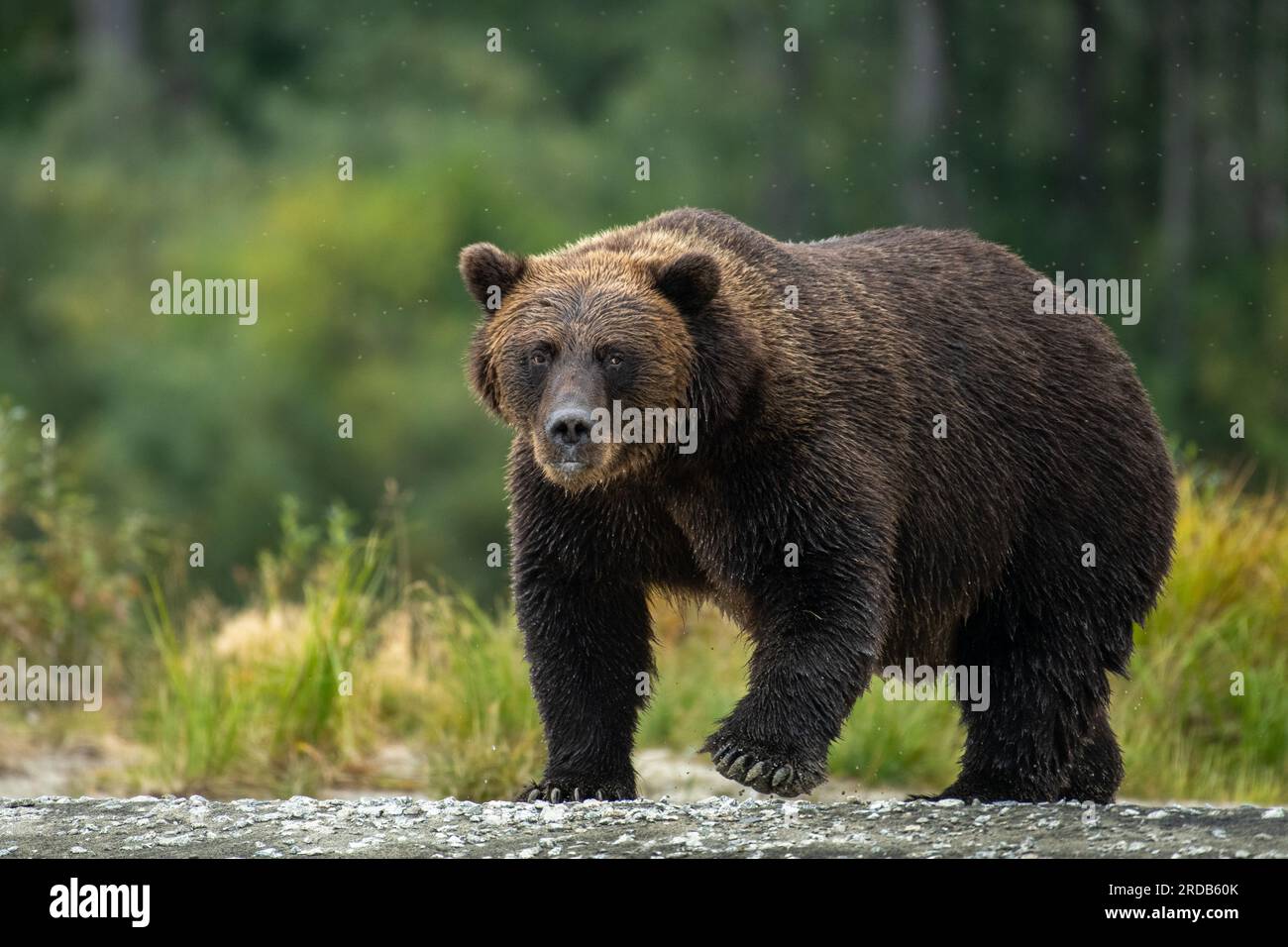 Brown bear staring down the photographer. ALASKA; USA: MAGICAL