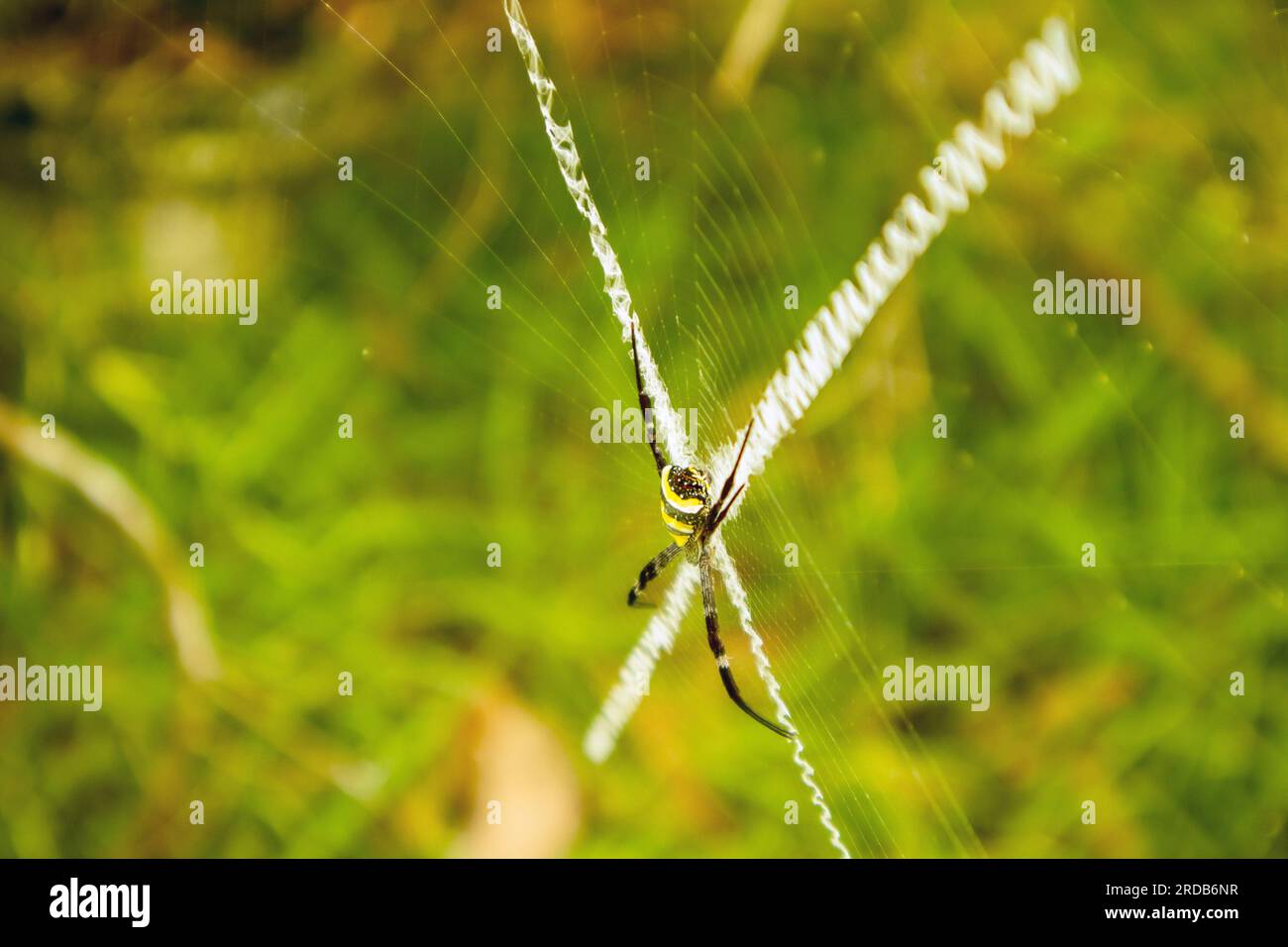 Spider on a spider web in the forest. Macro photography of nature Stock ...