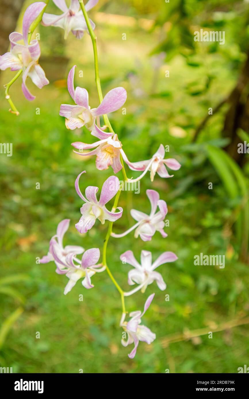 Beautiful purple dendrobium orchid flower in the garden, Stock Photo