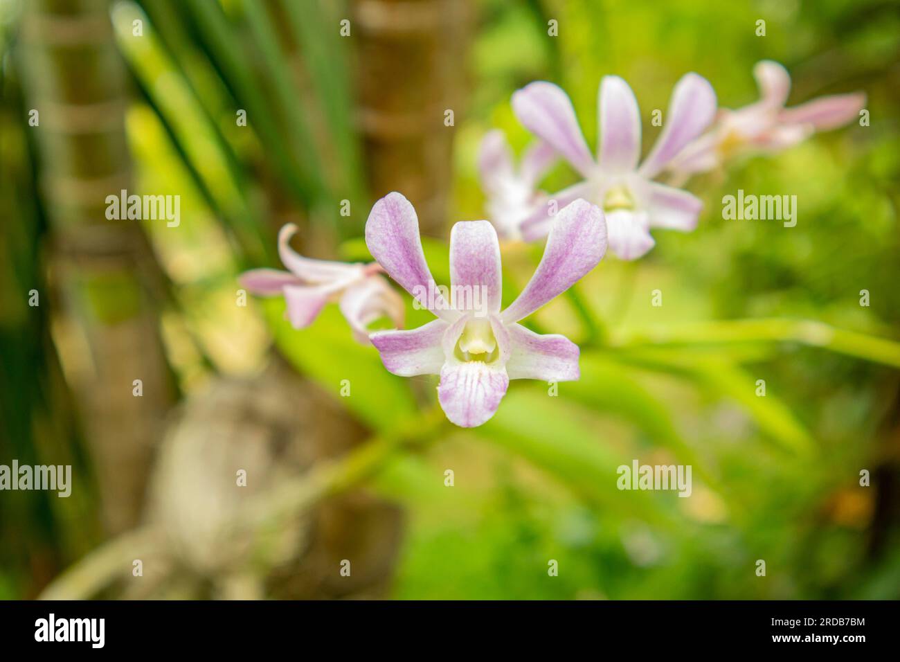 Beautiful purple dendrobium orchid flower in the garden, Stock Photo