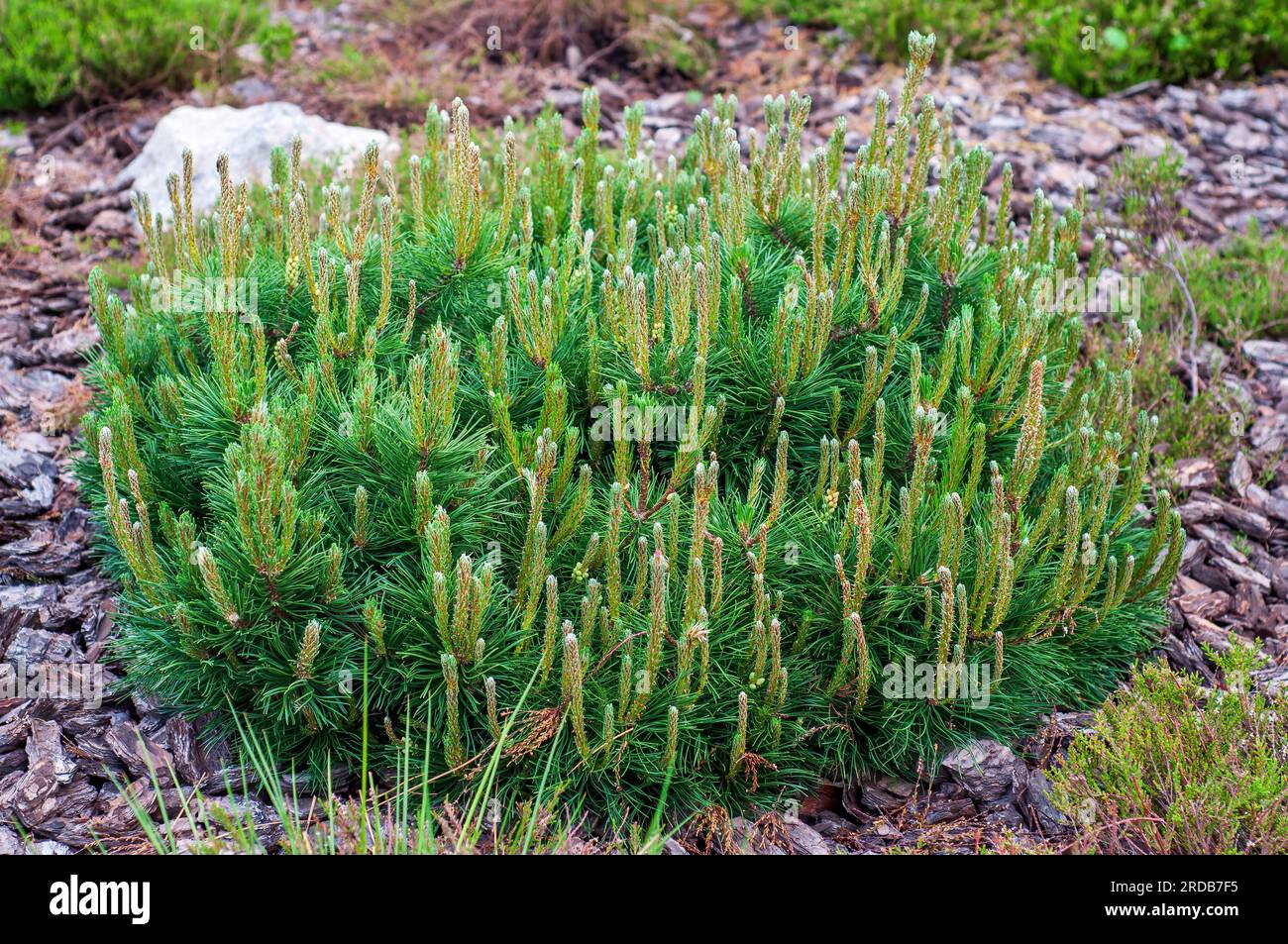 Mountain pine Mughus in a flowerbed mulched with pine bark. Coniferous ornamental tree, in the shape of a sphere. Stock Photo