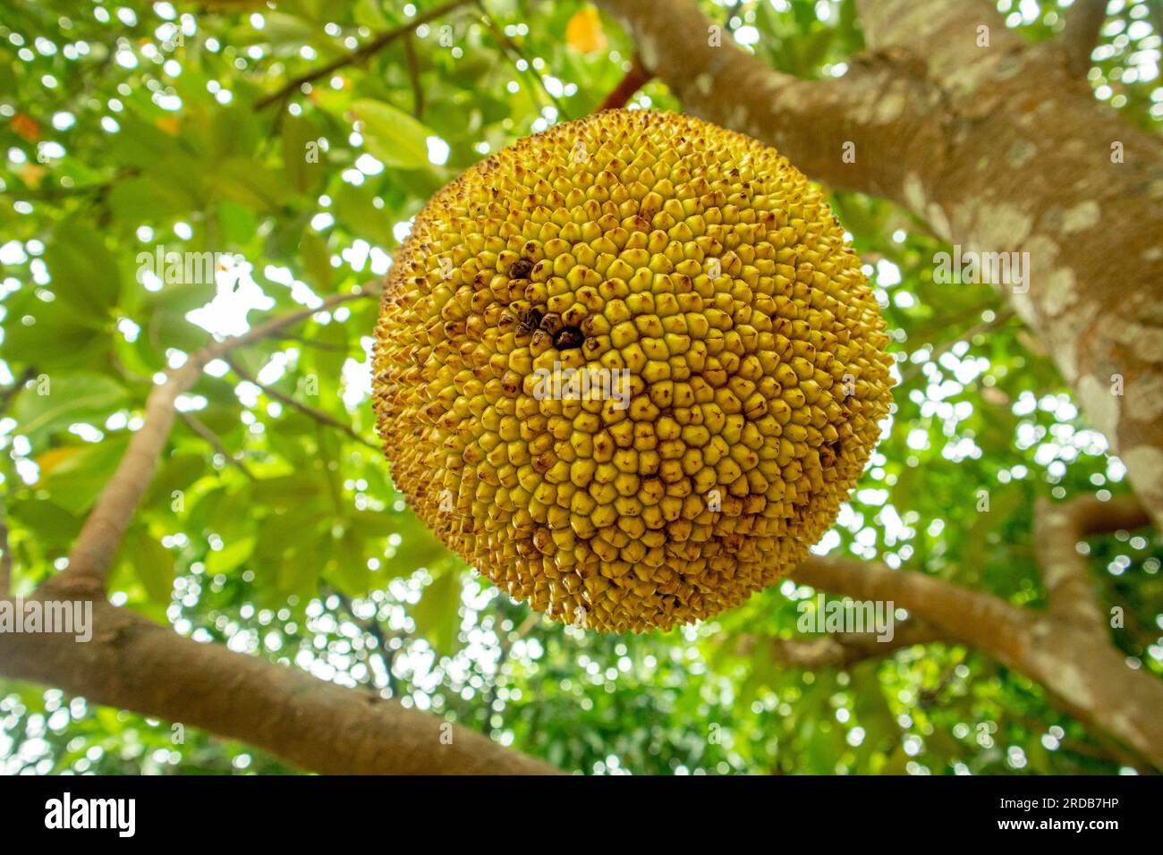Jackfruit on tree in the garden. (Scientific name Artocarpus