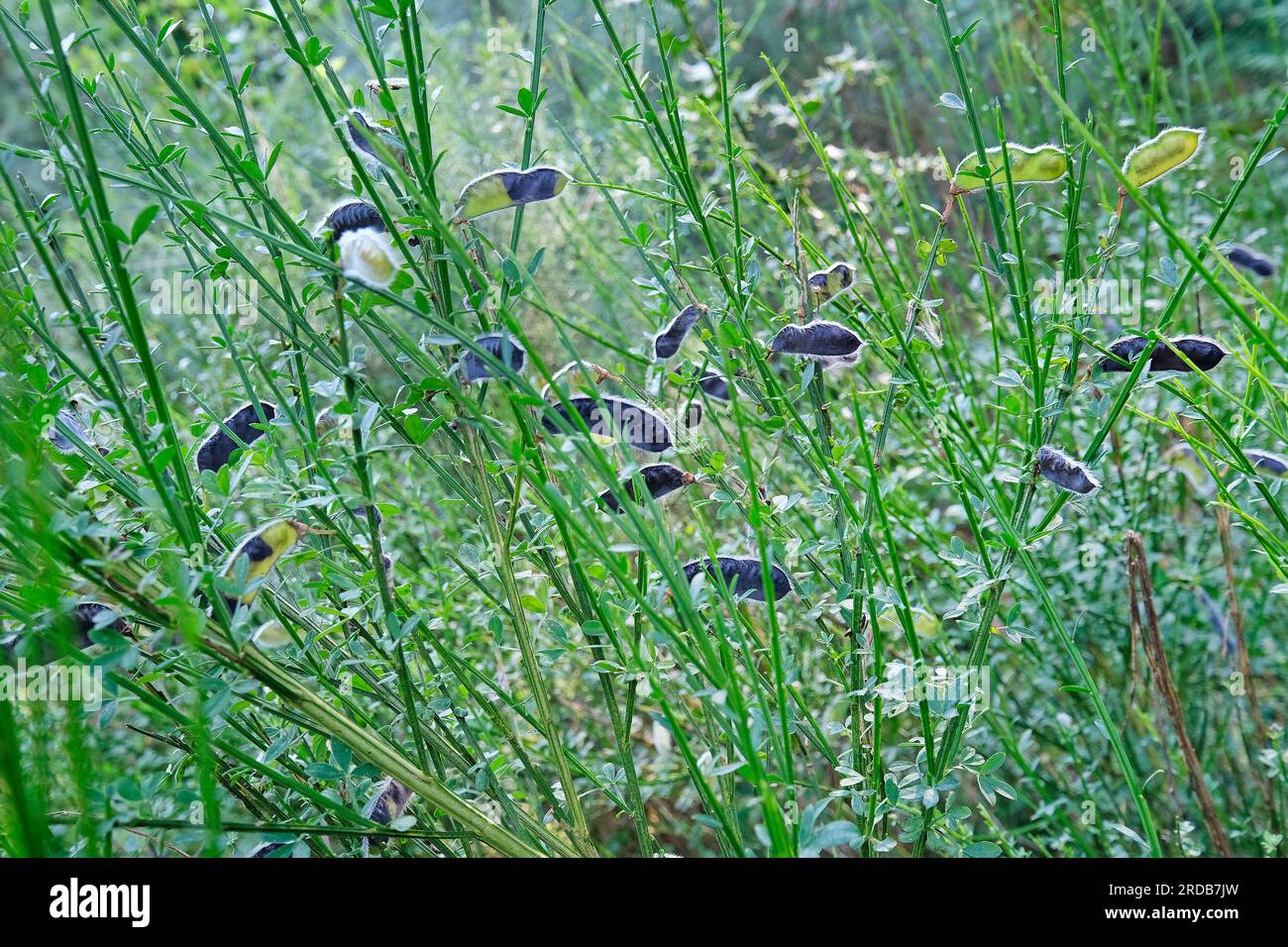 common wild broom seed pods in countryside setting, norfolk, england
