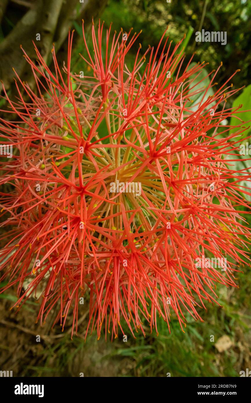 Red spider lily flower in the garden, closeup of photo Stock Photo