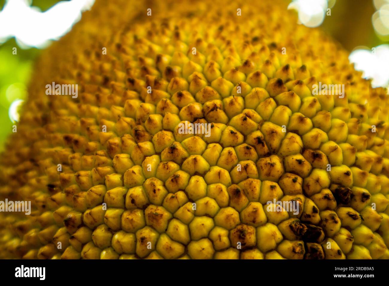 Jackfruit on the tree in the garden close up image Stock Photo
