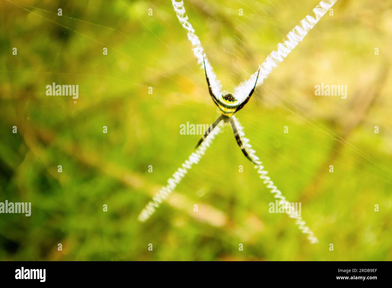Spider on a spider web in the forest. Macro photography of nature. Stock Photo