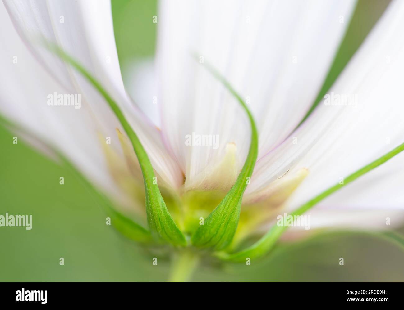 White cosmos hi-res stock photography and images - Alamy