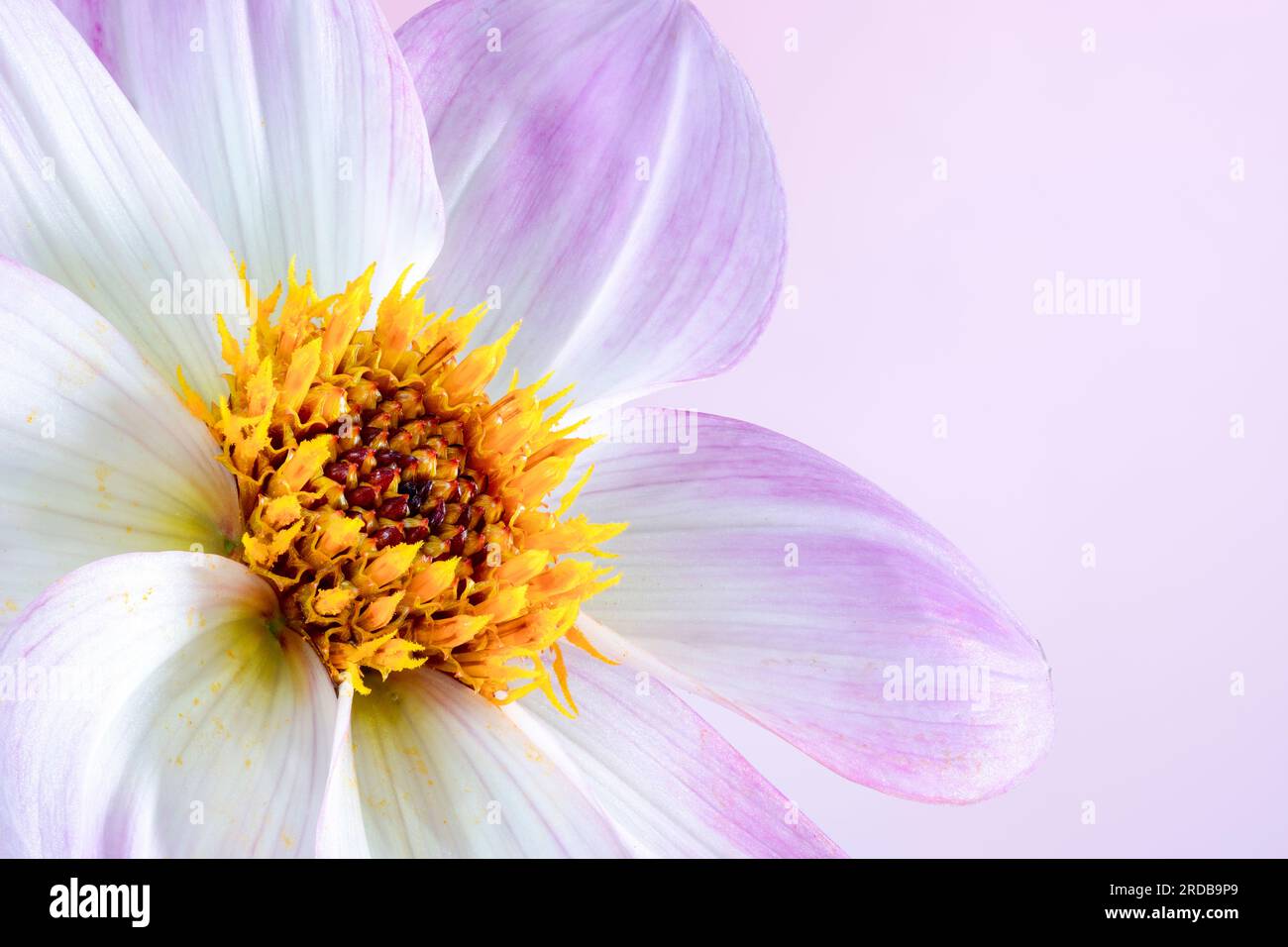 White pink plants hi-res stock photography and images - Alamy