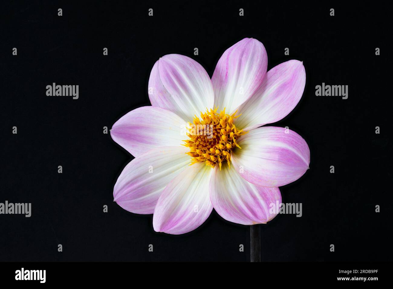 A close-up of a pink and white Dahlia flower Stock Photo - Alamy